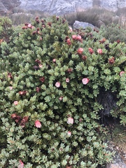 Protea venusta