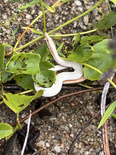 Burton's Legless Lizard