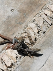 Aspidoscelis angusticeps