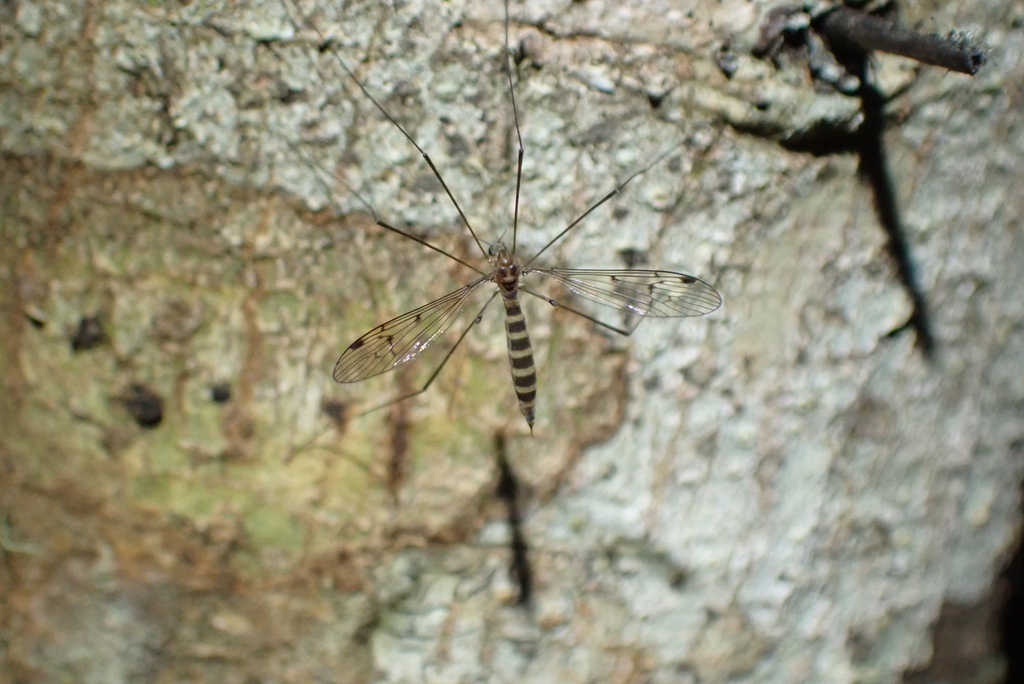 Heterolimnophila subtruncata
