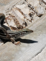 Aspidoscelis angusticeps