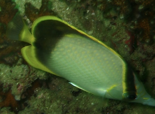 Gardiner's butterflyfish (Chaetodon gardineri) — Chaetodontidae