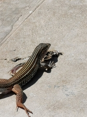 Aspidoscelis angusticeps