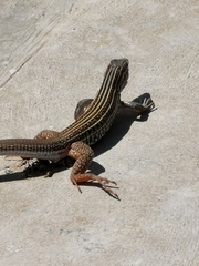 Aspidoscelis angusticeps