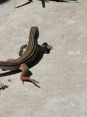 Aspidoscelis angusticeps
