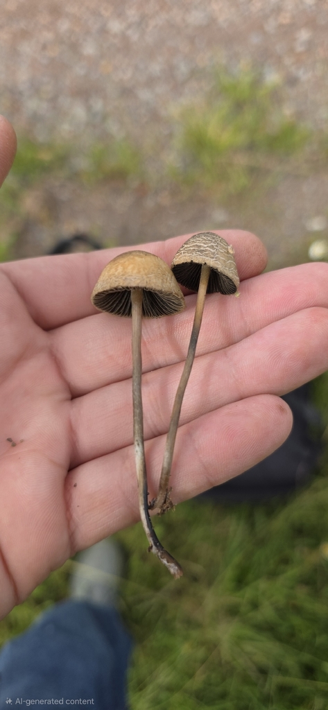 Panaeolus cyanescens · March 2026 · photo: © rotceh_dnih (iNaturalist, cc-by)