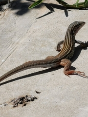 Aspidoscelis angusticeps
