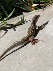 Aspidoscelis angusticeps