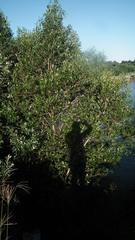 Avicennia marina