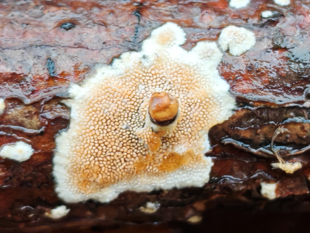 Steccherinum ochraceum · March 2026 · photo: © maiglocke (iNaturalist, cc-by-nc)