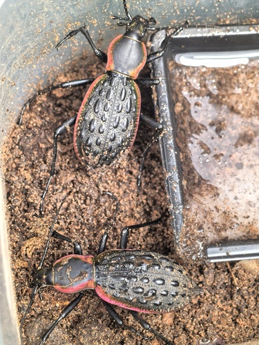 Carabus augustus