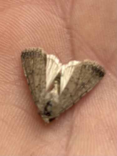 Pale Mottled Willow Moth, Fons van der Heijdenstraat, Netersel, Brabant, NL, photo 9 of 10