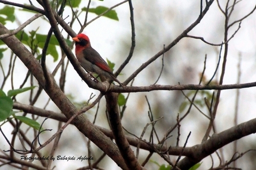 Red-headed Weaver