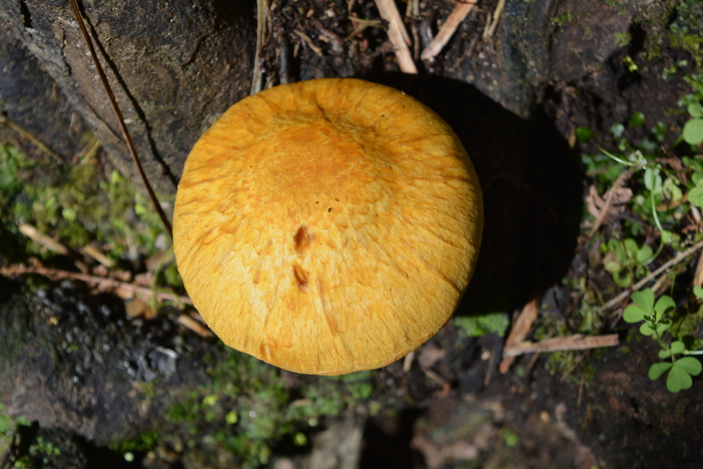 Gymnopilus junonius · February 2026 · photo: © georgecox (iNaturalist, cc0)