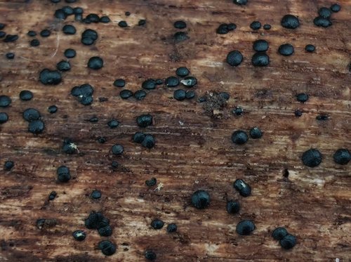 Patellaria atrata observed 2026-03-14