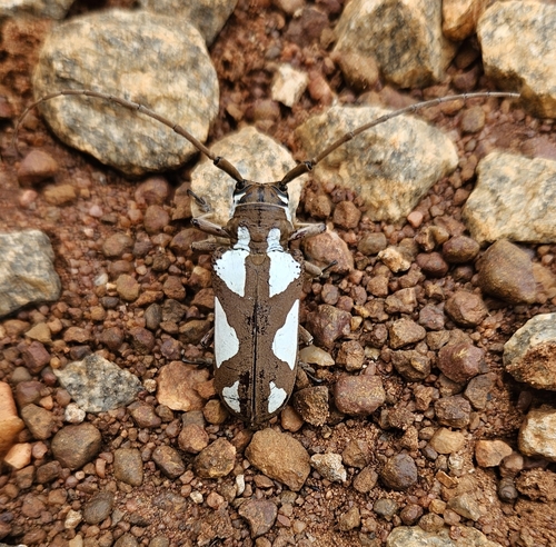 Turquoise Longhorn
