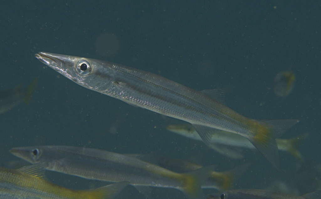 Barracudas (Sphyraena flavicauda) — Sphyraenidae