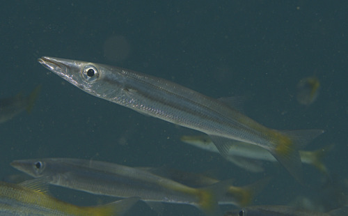 Barracudas (Sphyraena flavicauda) — Sphyraenidae