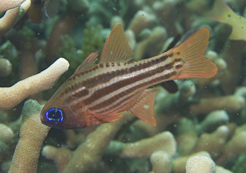 Blue-eye cardinalfish (Ostorhinchus compressus) — Apogonidae — 5
