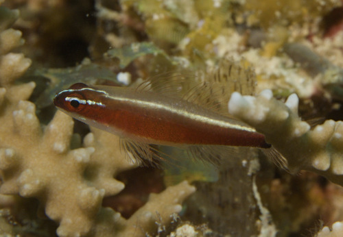 Zwartbuik-dwerggrondel (Eviota nigriventris) — Gobiidae