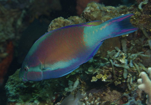 Scarus hypselopterus