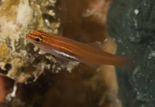Blackbelly dwarfgoby (Eviota atriventris) — Gobiidae