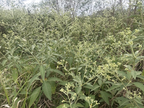 Ngai Camphor (Blumea balsamifera)