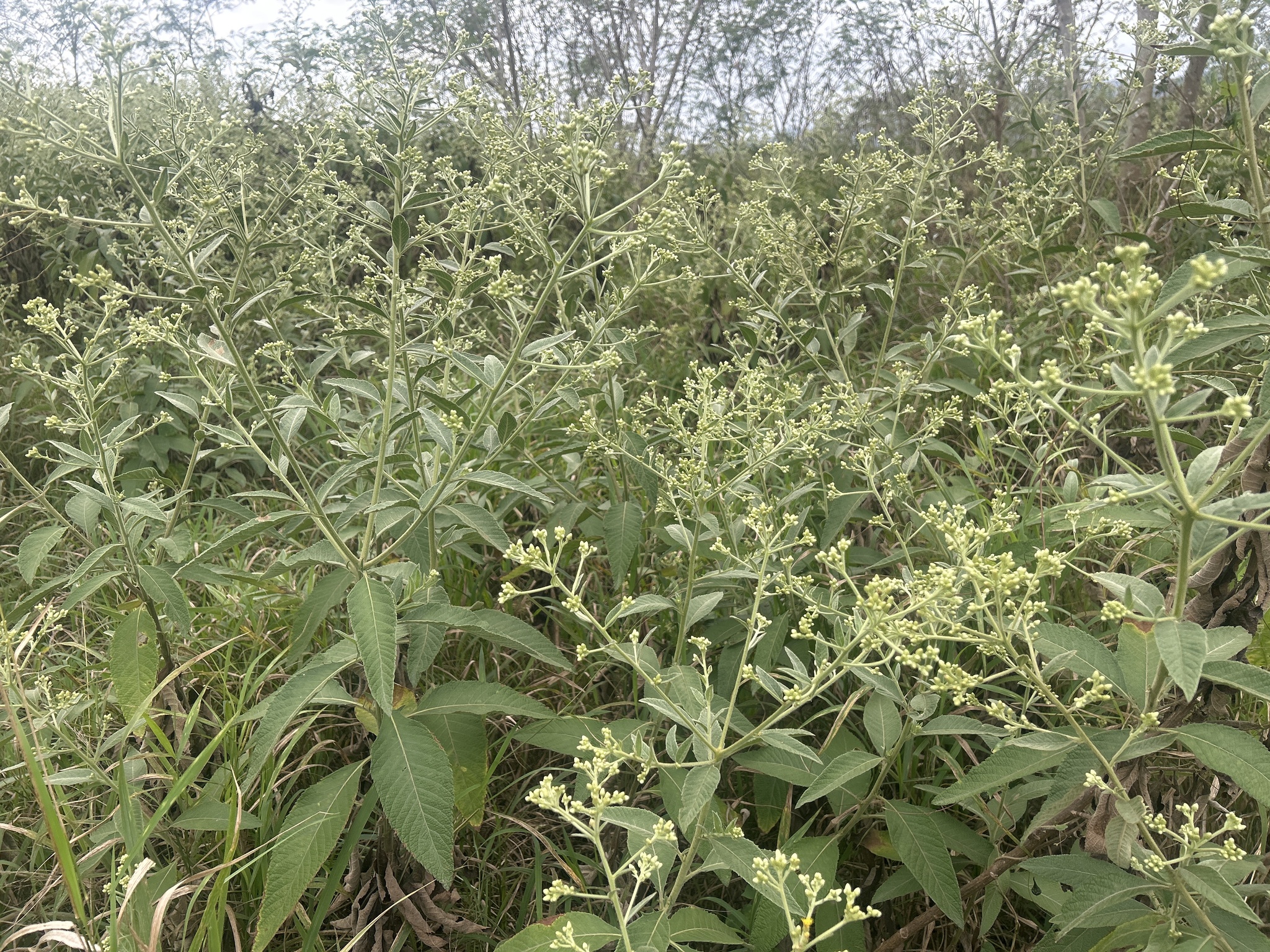 Ngai Camphor (Blumea balsamifera)
