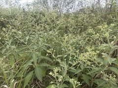 Blumea balsamifera, photograph author not stated, no rights reserved
