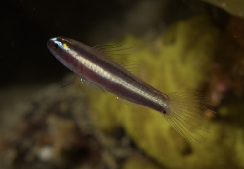 Twostripe pygmy goby (Eviota bifasciata) — Gobiidae — 2