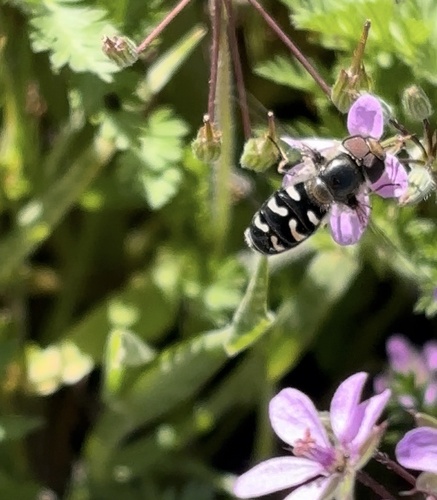 Unknown species found near Carrizo Plain National Monument, Santa Margarita, CA, US