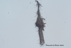 Anaplectes rubriceps