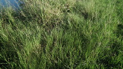 Cenchrus clandestinus