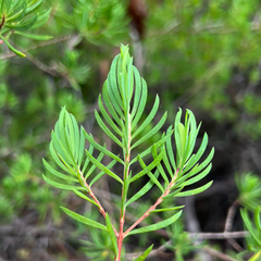 Darwinia procera