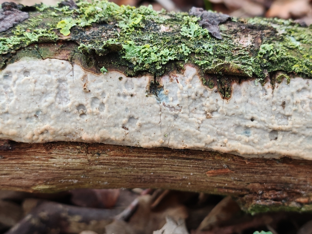 Vuilleminia comedens · March 2026 · photo: © maiglocke (iNaturalist, cc-by-nc)