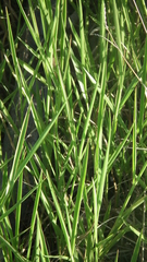 Cenchrus clandestinus