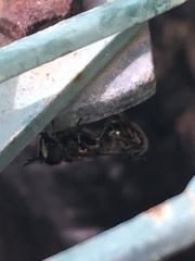 Copestylum marginatum