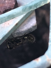 Copestylum marginatum