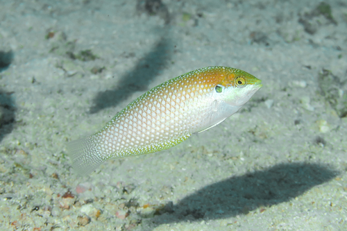 Black leopard wrasse (Macropharyngodon kuiteri) — Labridae — 4