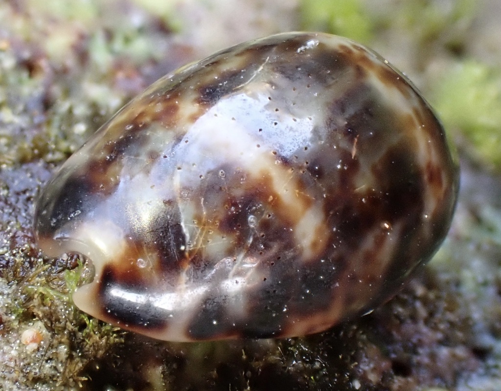 Kitten Cowrie