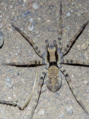 Syspira tigrina