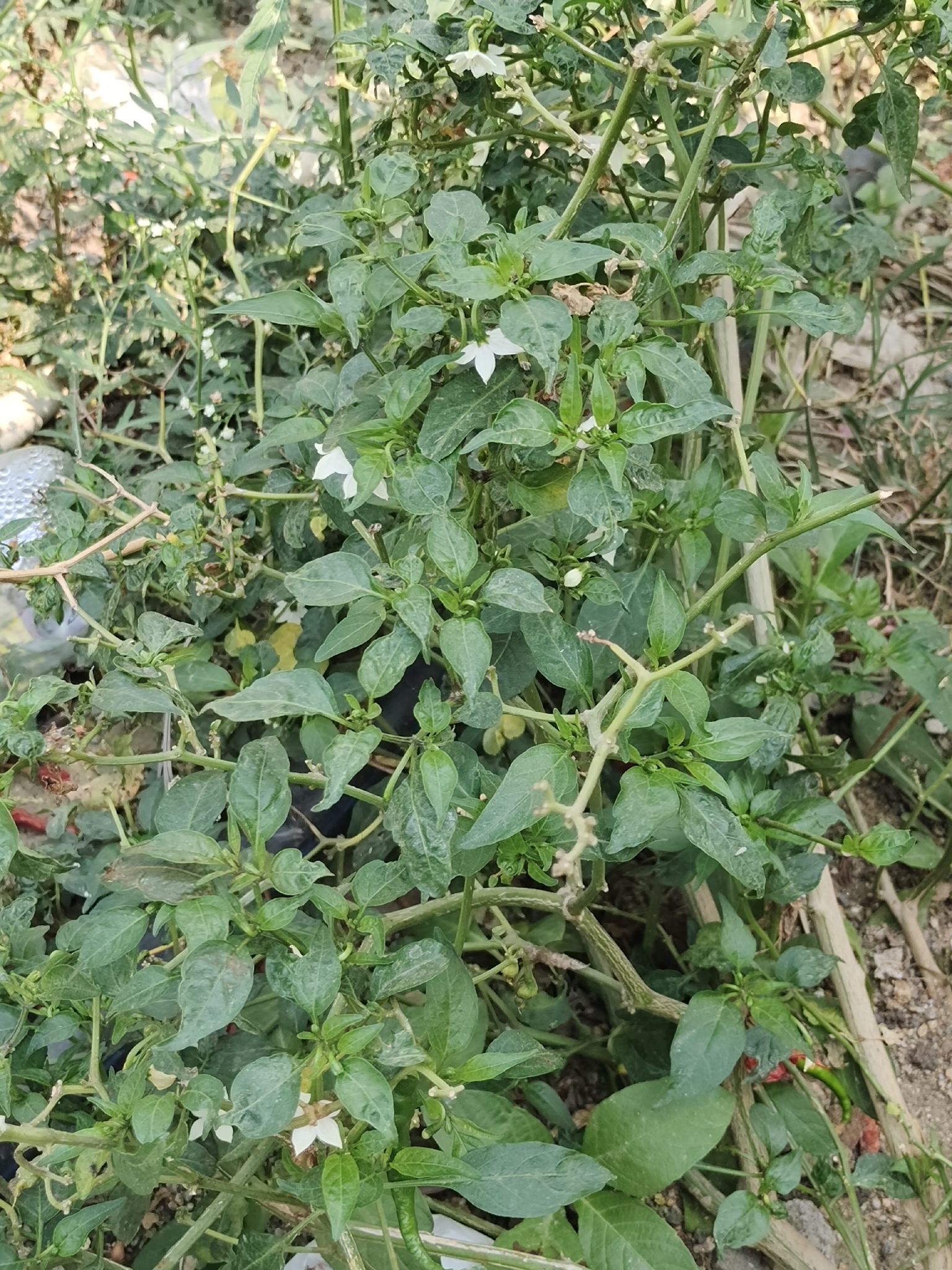 Tabasco pepper