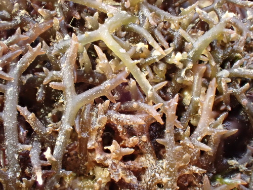 Hypnea pannosa observed 2026-02-16