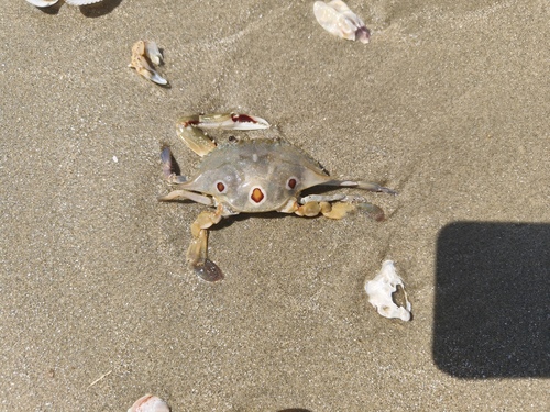 Three-spotted Swimmer Crab
