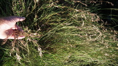 Poaceae