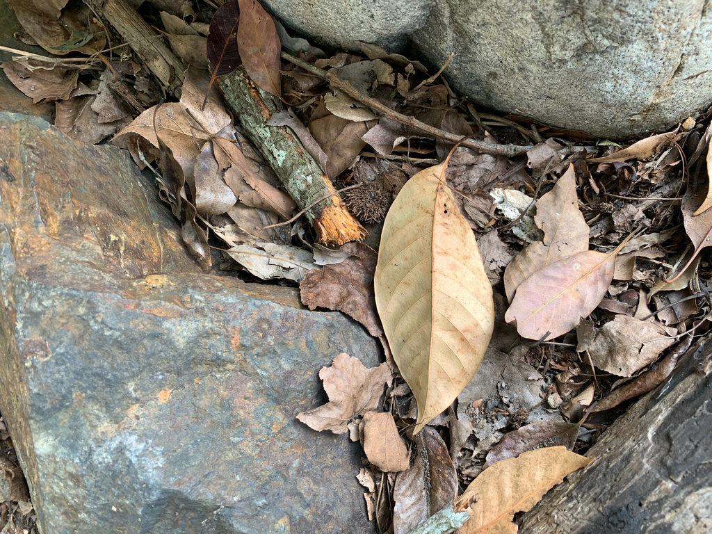 Lithocarpus brevicaudatus; photograph (c) 呂一起(Lyu yi-chi), some rights reserved (CC BY)