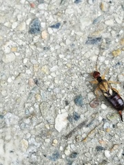 Forficula auricularia