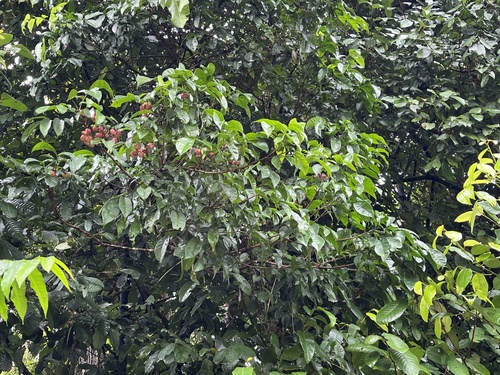 Goniocheton arborescens observed 2026-03-14