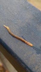 Aporrectodea caliginosa