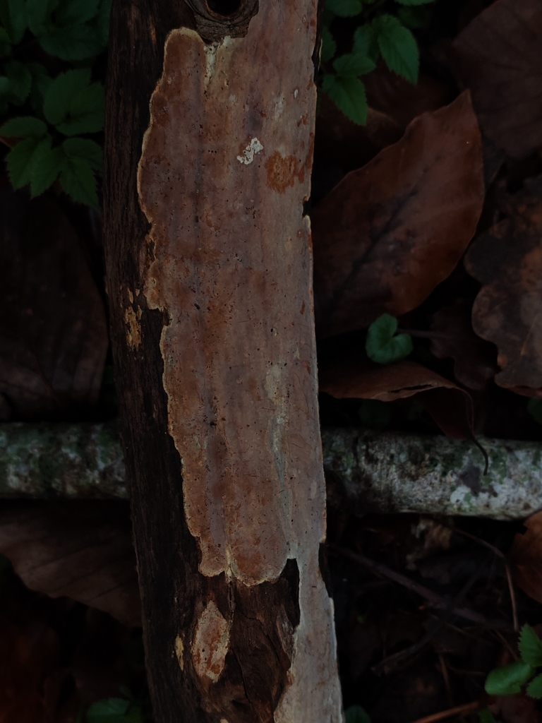Scytinostroma hemidichophyticum · March 2026 · photo: © maiglocke (iNaturalist, cc-by-nc)
